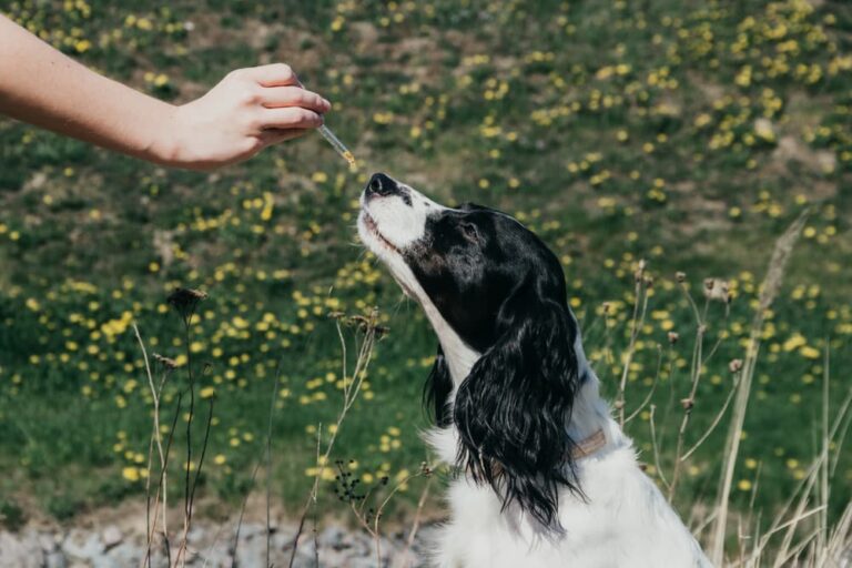 the best organic cbd oil for dogs